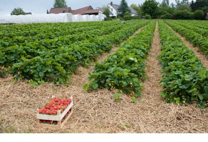 Découvrez les fraises de Wépion, dans la province de Namur